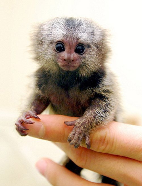 Marmoset #tiny #monkeys #animals