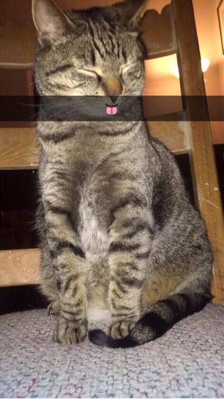 Cat Snapchat