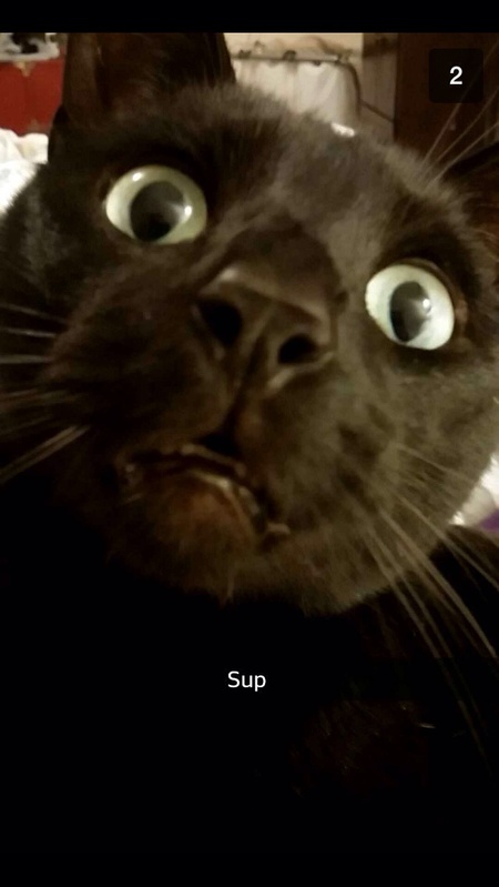 When cats send snapchats...