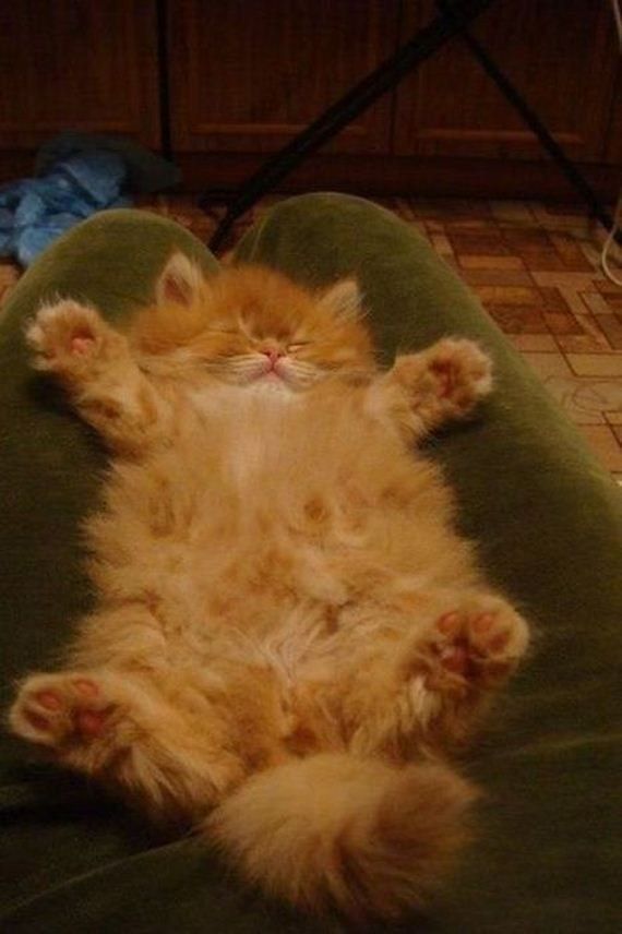 Orange long haired tabby kitten / kitty cat photos / animal photography / can't stand the cuteness! :)