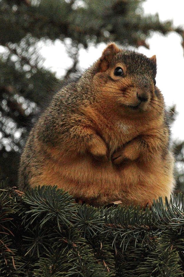 Wild Birds Unlimited: The World's Largest Squirrel