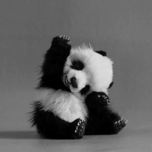 baby panda! So #cute baby Animals #Baby Animals