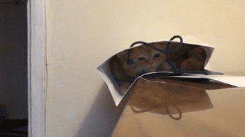 23 Cutest Cat GIFs Of All Time!