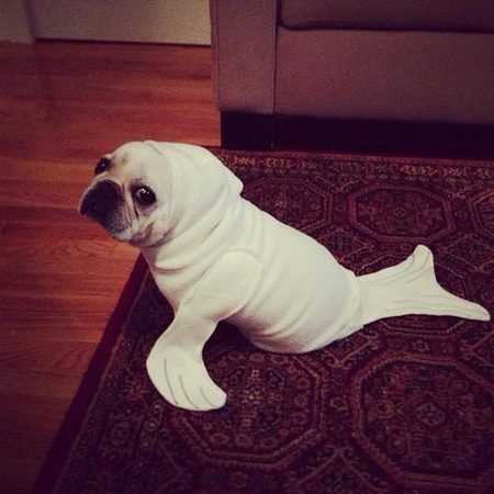 Double the adorable, Pug + Seal