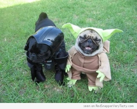 "Pug you must"
