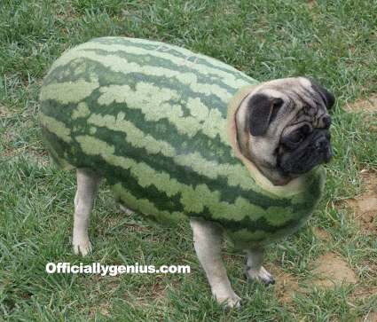 Pug and Watermelon, why not?