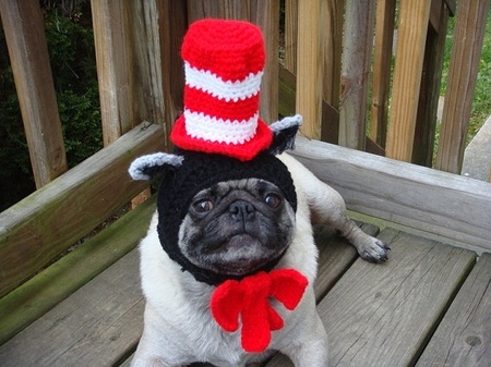 Pug in a hat