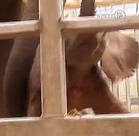 28 Cutest GIF's of all time?