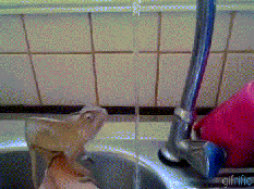 Baby chameleon playing with water.