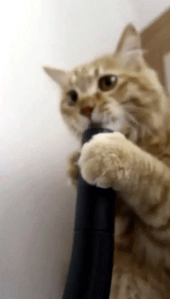 Cat learning about the power of the vacuum.