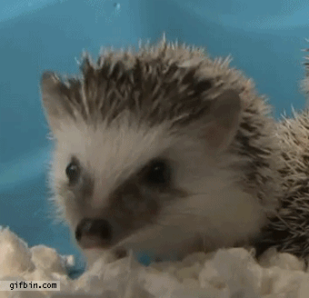 Baby hedgehog yawning, also cute.