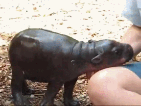 A snuggle-full hippo.