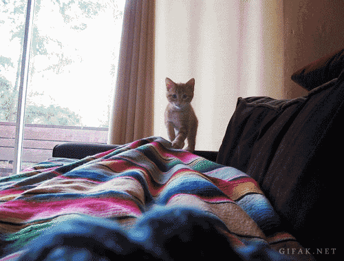 Kitten Pounce!