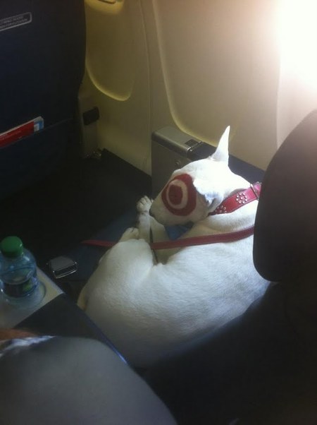 Flying first class with the Target dog.