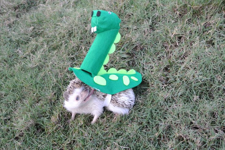 Our hedgehog Brillo dressed up in his Halloween costume! A DINOSAUR! RWAR! #hedgehog #dinosaur #costume #Halloween #craft #park #awesome