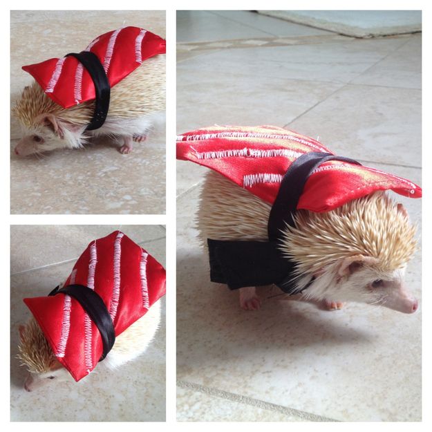 having hedgie fever today - a hedgie sushi