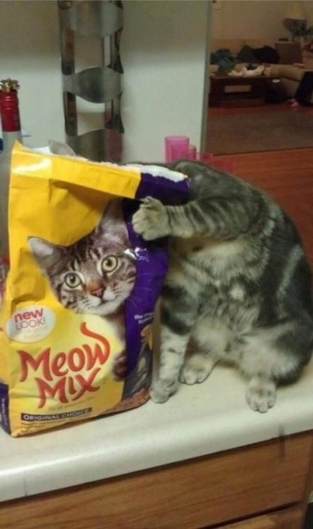 Best cat illusion ever!