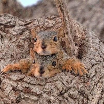PetsLady's Pick: Funny Squirrel Jam Of The Day ... see more at PetsLady.com ... The FUN site for Animal Lovers