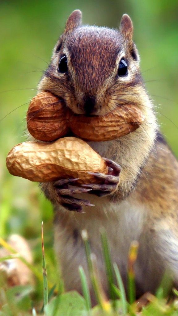 Chipmunk with peanuts!