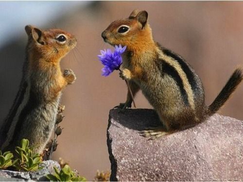 10 Pictures Of #Animals In #Love: "I give you this 'cause I love you," said one chipmunk to the other. #aww.  //Awe, so cute, I think he gave her a flower & now he's proposing to her, so sweet EL//