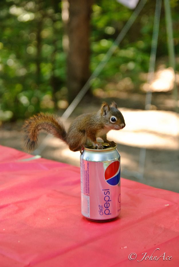 The cutest baby squirrel ever.. It's so small compared to the can of Pepsi!