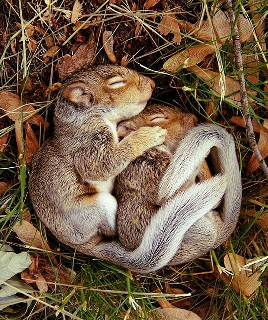 Sweet Squirrel Love