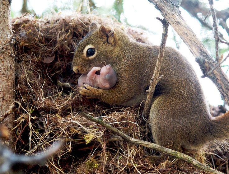 The picture shows a female red squirrel adopting an orphan baby from an abandoned nest. Although squirrels rarely interact, they learn who their nearby relatives are by hearing their unique calls. If they fail to hear a relative’s calls for a few days, they may investigate and rescue orphans. Photo: J. W. Taylor - Animals are so smart. This is just sweet!