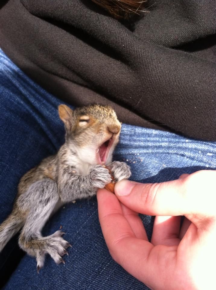 Baby Squirrel yawns. >>More animal cuteness and Cute Things in General.