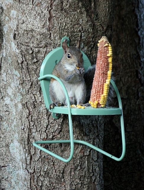 Chair Squirrel Feeder - My dad has these hanging on a tree in the backyard and keeps them filled with corn! This is just too cute!