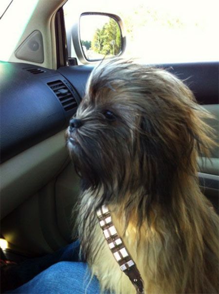 Shih tzu puppy: Star Wars dog costumes Wookiee